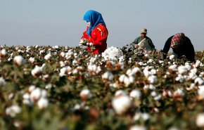 هكذا يشكّل القطن مصدر رزق هام لمسلمي الايغور في الصين
