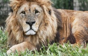 أسد يفترس مواطنا سعوديا في منزله بالرياض!

