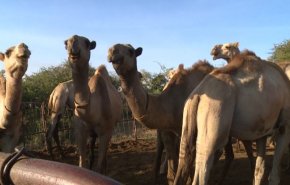 بالفيديو.. كينيا تراقب الجمال خشية ظهور وباء جديد
