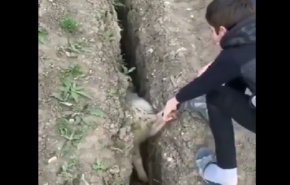 شاهد خروف بعد إنقاذه من الحفرة يقفز ليقع فيها مجددا!