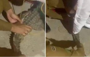 السيطرة على تمساح يتجول في السعودية
