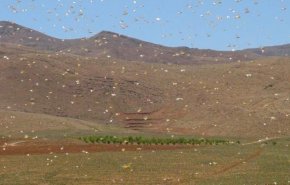 لبنان :انطلاق الحملة الثانية لمكافحة الجراد في منطقة البقاع