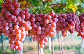 دراسة بريطانية: العنب يحمى الجلد من أضرار الأشعة فوق البنفسجية