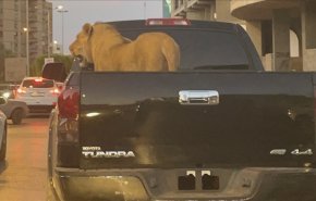 أسد يطوف شوارع طرابلس الليبية