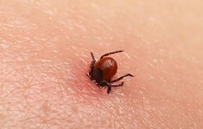 لدغته قاتلة.. عدو جديد يهاجم البريطانيين يسبب الشلل والنوبات القلبية