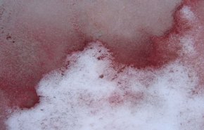 'الدم الجليدي' قد يكون مفتاحا لفهم تأثيرات كارثة تُحدق بكوكبنا!