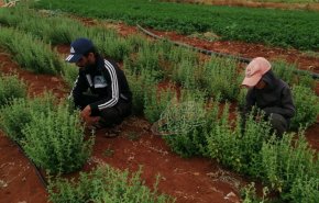 فلاحو الشيخ مسكين بريف درعا يزرعون أراضيهم بعد سنوات من الإرهاب