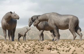 العثور على بقايا متحجرة لوحيد القرن في شمال غربي الصين