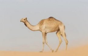 الكشف عن السر الغامض الذي يجعل الجمل يتحمل العطش لأسابيع
