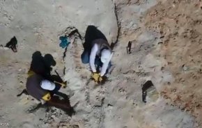 اكتشاف بقايا حوت منقرض منذ 37 مليون سنة بالسعودية
