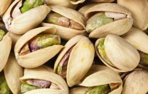 مدينة حماة السورية تقدر انتاجها من الفستق الحلبي ب24 ألف طن
