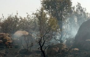 سوريا...إخماد حريق في بساتين زراعية بين بلدتي سليم وقنوات بالسويداء
