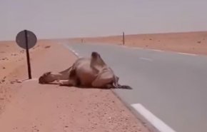 بالفيديو .. شاهد ما فعله جمل مع سائق شاحنة سقاه الماء