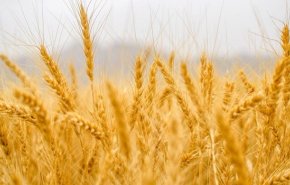 روسيا تورّد القمح لـ'الإدارة الذاتية': 100 ألف طن دفعة أولى