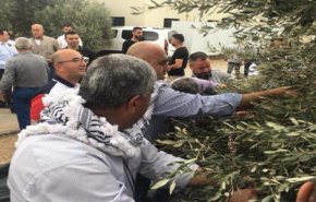 هكذا أصبحت اشجار الزيتون رمزا للصمود.. وهاجسا يحمل مخاطر كبيرة