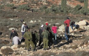 مستوطنون يهاجمون قاطفي الزيتون جنوب نابلس