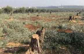 اعتداء جديد للمسلحين الموالين لتركيا بحق الأهالي في ريف حلب
