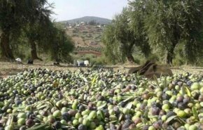 القوات التركية تستولى على محصول الزيتون في عفرين
