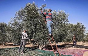 شاهد..شجرة الزيتون الفلسطينية تؤازر اهلها في الصمود