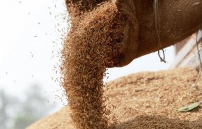 طريقة وفاة لا تخطر على بال.. الاختناق بالأرز
