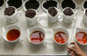 خبير تغذية يكشف خطر الشاي على العظام