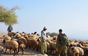 الأغوار: مستوطنون يعتدون على رعاة الأغنام والاحتلال يعتقل 5 منهم