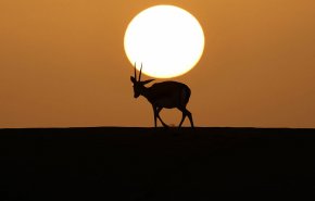 بالفيديو: غزال 