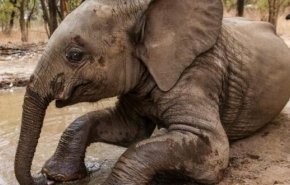 مصرع سائح سعودي في أوغندا بعد دهسه من قبل فيل