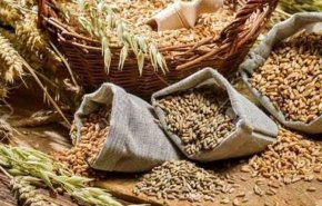 السفير الروسي في القاهرة يعلن استعداد روسيا لتعويض واردات القمح الأوكراني إلى مصر