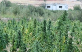 أفغانستان.. طالبان تحظر زراعة القنب والإتجار بالمخدرات في كافة أنحاء البلاد