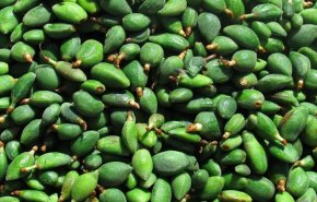 ما هي فوائد اللوز الأخضر؟