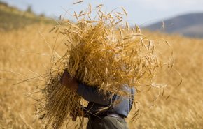 بحران غذا در عراق؛‌ کشف ۵ کامیون قاچاق گندم
