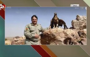 شاهد..اطلاق سراح عقاب بعد تعافيه في غابات زنجان الإيرانية