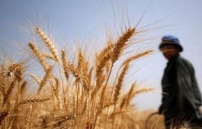 قمح السودان يتسرب إلى مصر