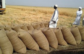 السودان..جهود لتعزيز مخزون الحبوب