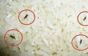 خنافس الأرز.. من أين تأتي؟ و هل يجب التخلص من الأرز؟