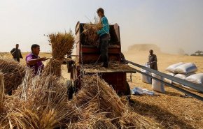 الأزمة الأوكرانية تدفع تونس للتعويل على إنتاجها المحلي من القمح الصلب
