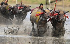 سباقات الجاموس في تايلاند.. تقليد تسعى مناطق زراعة الأرز للحفاظ عليه
