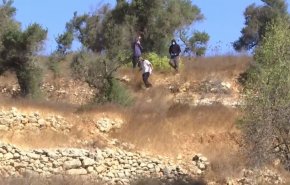 شاهد... الصهاينة تزداد وحشية في نهب الاراضي الفلسطينية