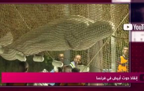 إنقاذ حوت أبيض في فرنسا