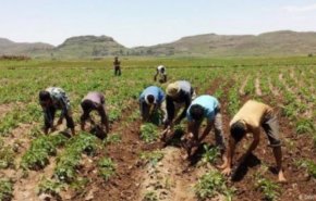 7،5 مليار دولار خسائر القطاع الزراعي في اليمن جراء عدوان التحالف
