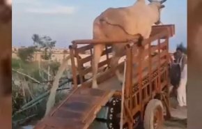شاهد.. الثيران تولد الكهرباء في الهند