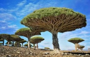 دم الأخوين .. شجرة أسطورية تنزف دماً وقصتها أقرب للخيال.. 