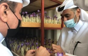 إرسال أول شحنة من الزعفران الإيراني إلى قطر 