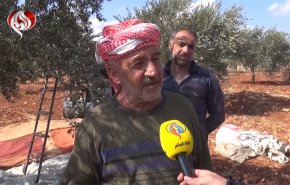 شاهد.. اهالي ريف حلب الشمالي يصرون على حصد الزيتون قرب خطوط التماس مع المسلحين