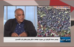 موسم حصاد الزيتون في سوريا، توقعات انتاج وفير وفتح باب التصدير