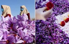 بريق الزعفران... ذهب أحمر يأمل الأفغان أن يحل مكان الخشخاش