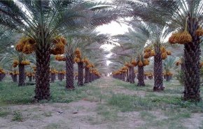 تعرف على تمور واحات النخيل في مدينة آبادان الايرانية 