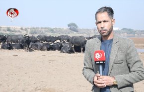شاهد.. الجاموس، يستهوي أنظار السياح في جنوب ايران 