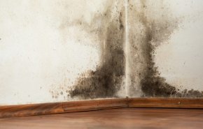 حيل فعالة ومضمونة لتنظيف العفن الأسود في منزلك